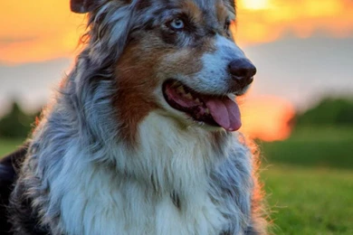 Download Wallpapers 750x1334 Australian Shepherd Dog, Aussie, Dog ...