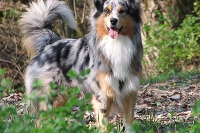 Quotes About Australian Shepherds. QuotesGram