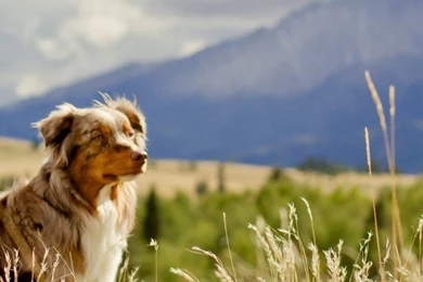 Beautiful Australian Shepherd iPhone 6 Wallpapers 36400   Animals ...