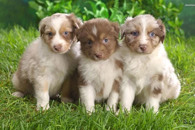 Australian Shepherd Wallpapers