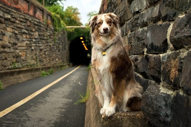 Dog, Animals, Road, Tunnel, Australian Shepherd Wallpapers HD ...