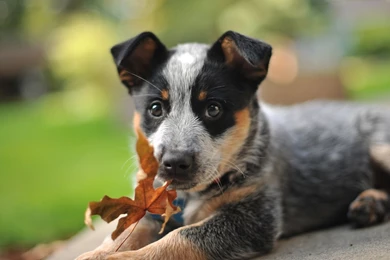 Australian Shepherd Puppy And Autumn Leaf Wallpapers And Images ...