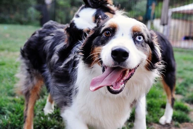 Wallpapers Of The Day: Australian Shepherd