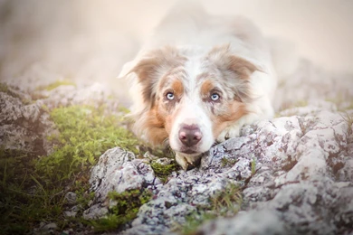 Dogs: Dog White Australian Shepherd Animal Summer Flower Catel ...
