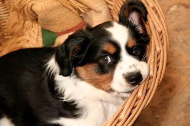 Nice Miniature Australian Shepherd Dog Photo And Wallpapers ...