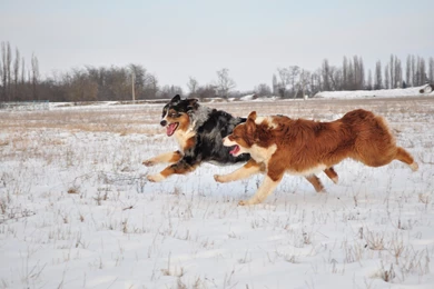 Australian Shepherd Running In Winter Wallpapers And Images ...