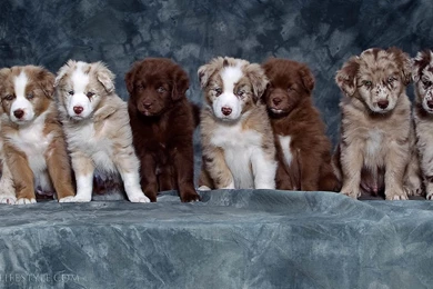 Mini Australian Shepherd Red Merle   Wallpaper.