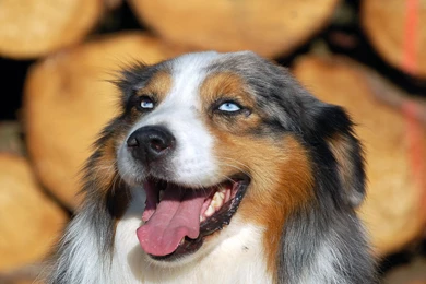Blue eyed Australian Shepherd Wallpapers And Images   Wallpapers ...