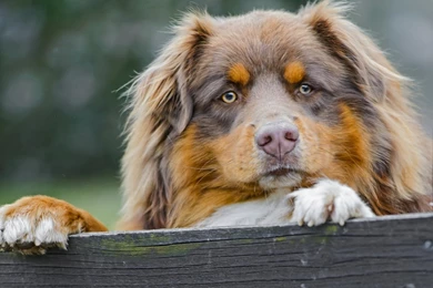 Australian Shepherd Secure Area Wallpapers And Images   Wallpapers ...