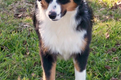 Cute Miniature Australian Shepherd Dog Photo And Wallpapers ...