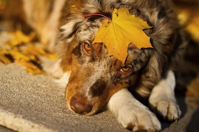 Trololo Blogg: Akita Wallpapers Hd