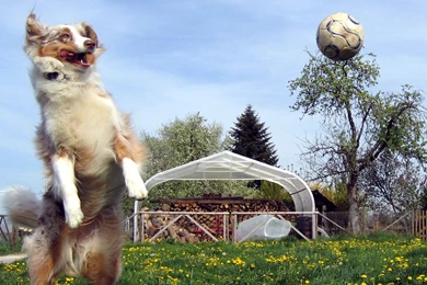 Australian Shepherd 1920x1080p HD Animal Dog Wallpapers