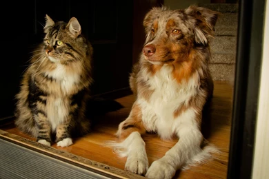 Cat And Australian Shepherd Dog