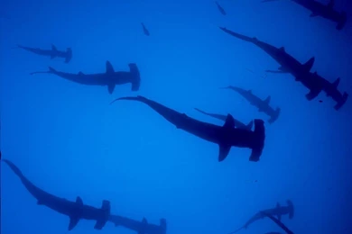 Hammerhead Shark Wallpapers Animals Town