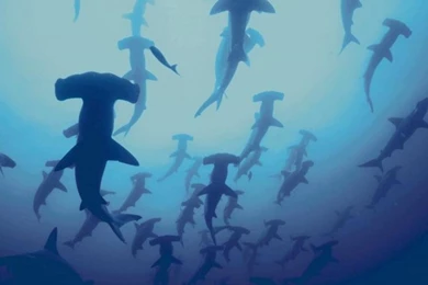 Animals Sharks Hammerhead Shark Underwater Sea Wallpapers