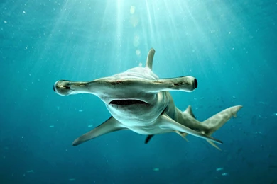 Pics, Facts, Funny Stuff About Animals & Nature Hammerhead Shark ...