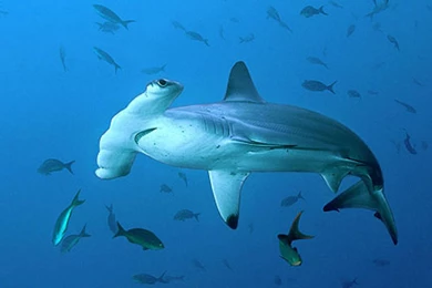 Great Hammerhead Shark Wallpaper.