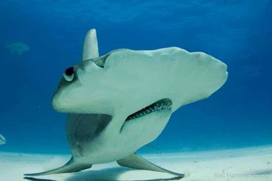 Hammerhead Shark wallpaper 19.jpg