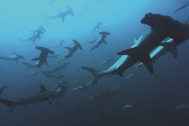 Marylanders Find Dead Hammerhead Shark On Fenwick Island ...