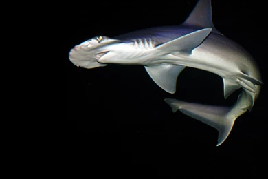 21392) Hammerhead Shark HD Photo Wallpapers   WalOps.com
