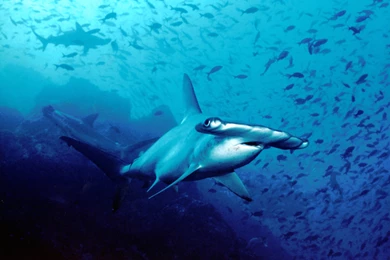 Predators Prowling The Sea: Scary Or Stunning, Sharks Are Jawesome ...
