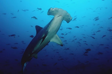 Sharks Hammerhead 1920×1080 Wallpapers 1632538