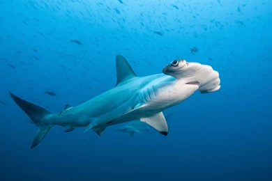 2400x1703px Hammerhead Shark