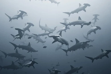 SuperHD.pics: Hammerhead Shark Fishes Sharks Underwater Desktop ...