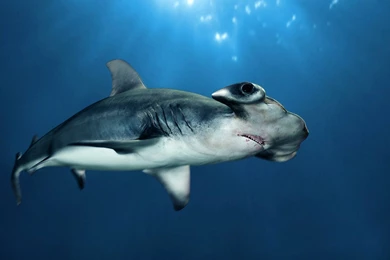 Hammerhead Shark   Tropical Fish/Underwater Sea Life Wallpapers