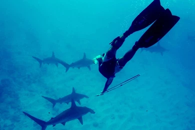 Hammerhead Shark Blue Diving Monochrome Sharks Wallpapers