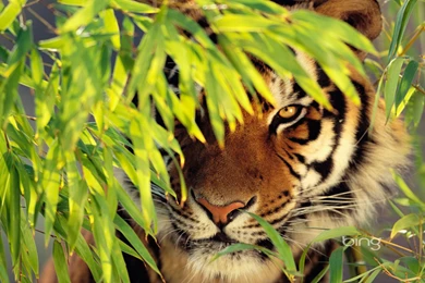 Tiger Wallpapers High Quality