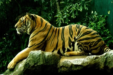 Tiger In Disneys Animal Kingdom Wallpapers Hd Wallpapers