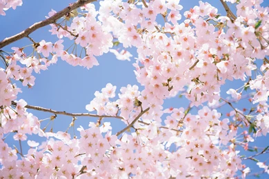 Cherry Blossom Tree In Japan Wallpapers 36274