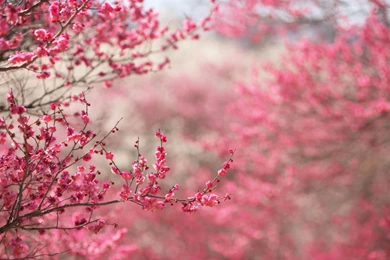 Japanese Cherry Blossom Backgrounds   Wallpapers Zone