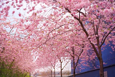 11664) Cherry Blossom Tree Widescreen Desktop Wallpapers   WalOps.com