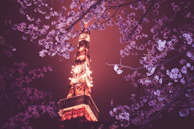 Sakura Blossom Wallpapers Free Sakura Blossom Backgrounds Free ...