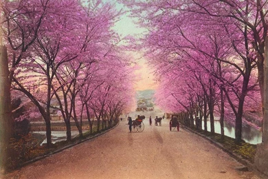 We Love Cherry – Tree