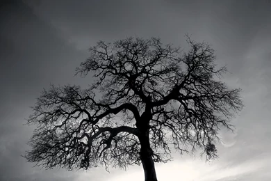 Black And White Tree High Resolution Wallpapers
