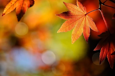 Wallpapers Vista Autumn Leaves 1 Wallpapers 1280x1024 Wallpapers