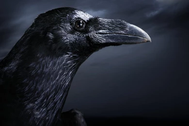 Night Black Crow Wallpapers   1280x1024 Wallpapers Download ...