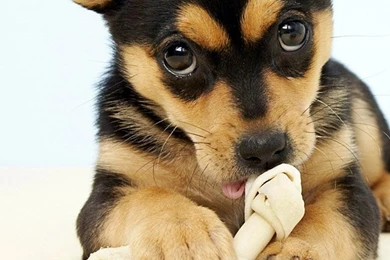 20 Cute Baby Animal Pictures : Download Free iPhone Wallpapers