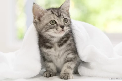 Cute Baby Animal Wallpapers Desktop Hd Walls. Cute Animal ...