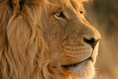 1280x1024 Mac OS X Lion Desktop PC And Mac Wallpapers