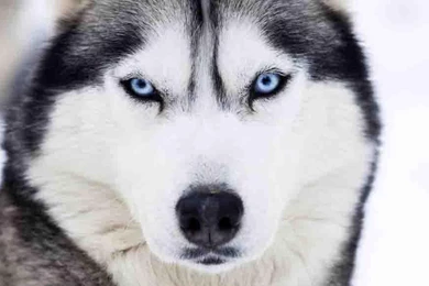 Siberian Husky Wallpapers Android Apps On Google Play