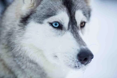 Siberian Husky Wallpapers Android Apps On Google Play