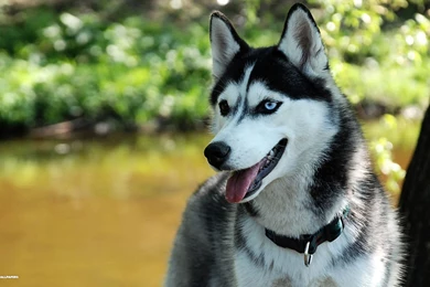 Siberian Husky Wallpapers 2/4