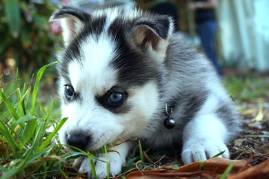 19 Siberian Husky HD Wallpapers