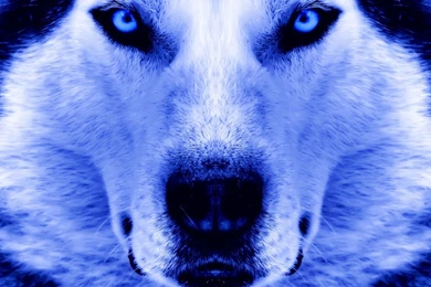 CUTE SIBERIAN HUSKY WALLPAPER WALF1004