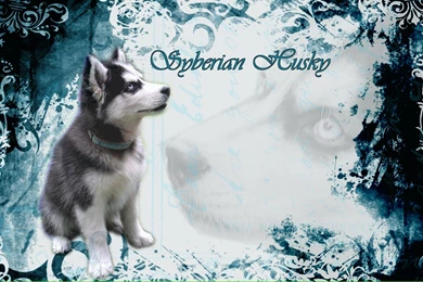 Siberian Husky Wallpapers Hd Free For Desktop All PetPictures