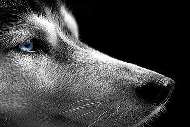 Husky On The Black Backgrounds Wallpapers And Images Wallpapers ...